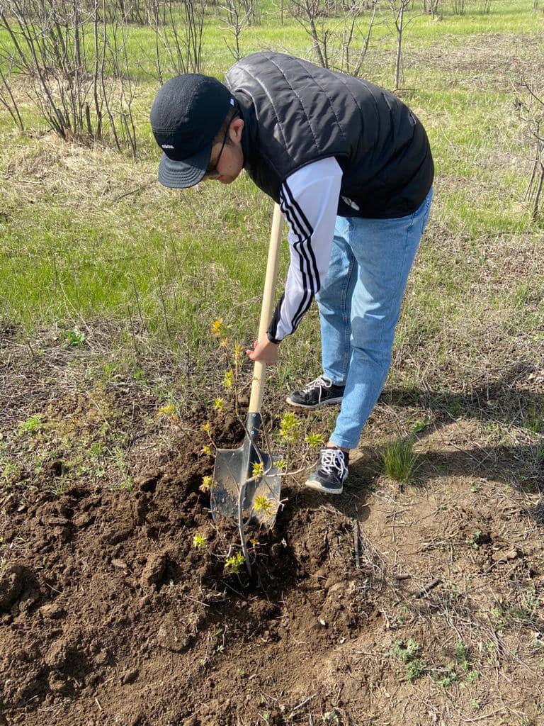 Таза бейсенбі